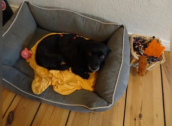 GLINDA - bezaubernde, kleine Hündin sucht Kuschelpartner