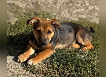 Fröhliches Hundekind Jessie - wurde einfach ausgesetzt