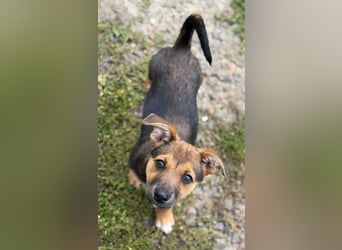 Fröhliches Hundekind Jessie - wurde einfach ausgesetzt