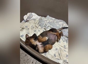 Fröhliches Hundekind Jessie - wurde einfach ausgesetzt