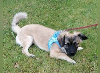 Kleiner Benny sucht neues Zuhause - sein Herrchen ist schwer krank
