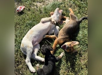 Fröhliches Hundekind Jessie - wurde einfach ausgesetzt