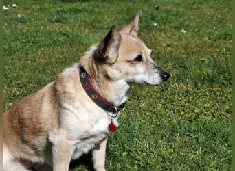 Piccolina sucht ein Zuhause