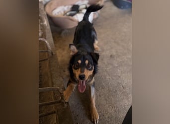 Dio, geb. ca. 01/2025, lebt in GRIECHENLAND, auf einer privaten Pflegestelle