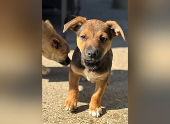 Fröhliches Hundekind Jessie - wurde einfach ausgesetzt