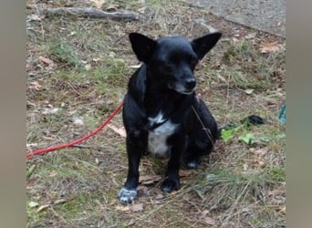 GLINDA - bezaubernde, kleine Hündin sucht Kuschelpartner