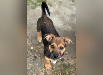 Fröhliches Hundekind Jessie - wurde einfach ausgesetzt