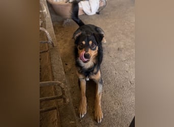 Dio, geb. ca. 01/2025, lebt in GRIECHENLAND, auf einer privaten Pflegestelle