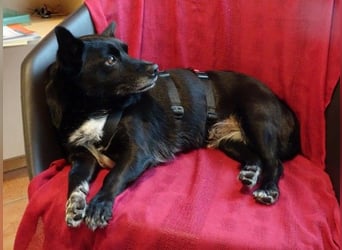 GLINDA - bezaubernde, kleine Hündin sucht Kuschelpartner