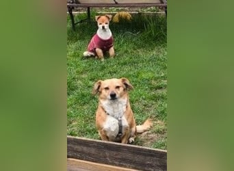 Liebe Hunde-Omi Bengy - sucht Zuhause mit Freundin Nora