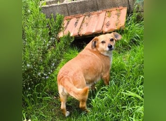 Liebe Hunde-Omi Bengy - sucht Zuhause mit Freundin Nora