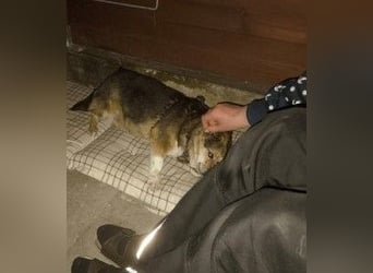 Kleine süße Nora - sucht mit Freundin Bengy ein Zuhause
