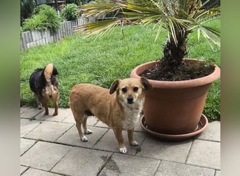 Liebe Hunde-Omi Bengy - sucht Zuhause mit Freundin Nora