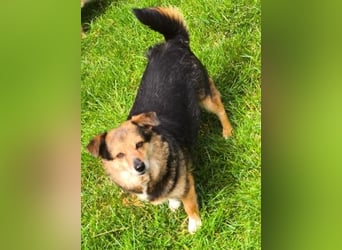 Kleine süße Nora - sucht mit Freundin Bengy ein Zuhause
