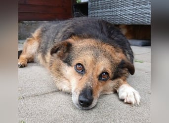 Kleine süße Nora - sucht mit Freundin Bengy ein Zuhause