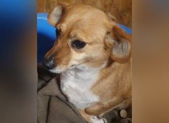 Liebe Hunde-Omi Bengy - sucht Zuhause mit Freundin Nora