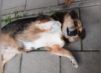 Kleine süße Nora - sucht mit Freundin Bengy ein Zuhause