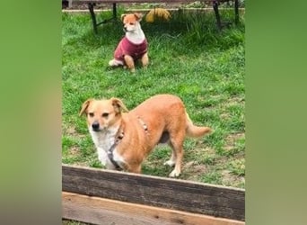 Liebe Hunde-Omi Bengy - sucht Zuhause mit Freundin Nora