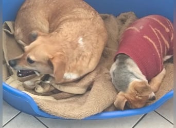 Liebe Hunde-Omi Bengy - sucht Zuhause mit Freundin Nora