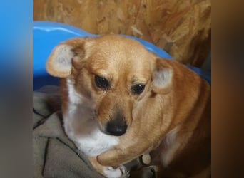 Liebe Hunde-Omi Bengy - sucht Zuhause mit Freundin Nora