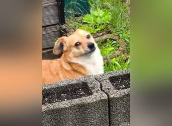 Liebe Hunde-Omi Bengy - sucht Zuhause mit Freundin Nora