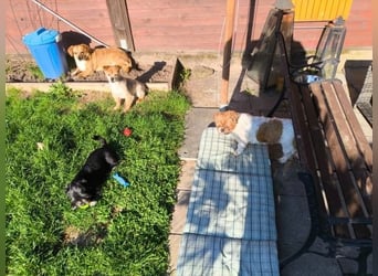 Liebe Hunde-Omi Bengy - sucht Zuhause mit Freundin Nora