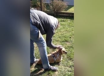 Liebe Hunde-Omi Bengy - sucht Zuhause mit Freundin Nora