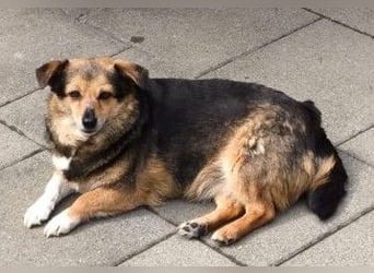 Kleine süße Nora - sucht mit Freundin Bengy ein Zuhause