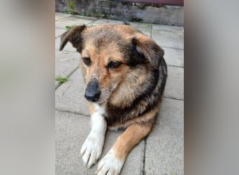 Kleine süße Nora - sucht mit Freundin Bengy ein Zuhause