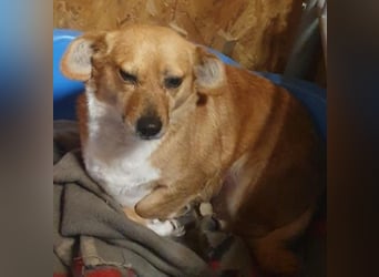 Liebe Hunde-Omi Bengy - sucht Zuhause mit Freundin Nora