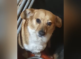 Liebe Hunde-Omi Bengy - sucht Zuhause mit Freundin Nora