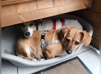 Liebe Hunde-Omi Bengy - sucht Zuhause mit Freundin Nora