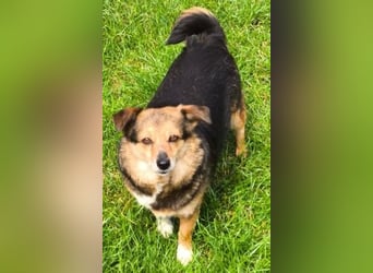 Kleine süße Nora - sucht mit Freundin Bengy ein Zuhause