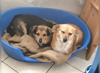 Liebe Hunde-Omi Bengy - sucht Zuhause mit Freundin Nora