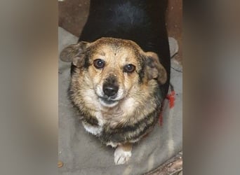 Kleine süße Nora - sucht mit Freundin Bengy ein Zuhause