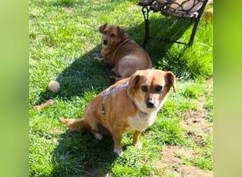 Liebe Hunde-Omi Bengy - sucht Zuhause mit Freundin Nora