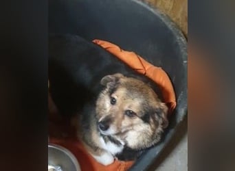 Kleine süße Nora - sucht mit Freundin Bengy ein Zuhause