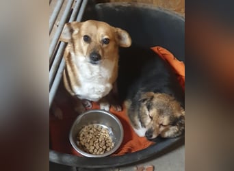 Liebe Hunde-Omi Bengy - sucht Zuhause mit Freundin Nora