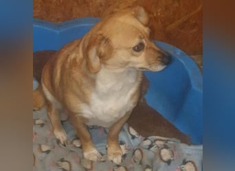 Liebe Hunde-Omi Bengy - sucht Zuhause mit Freundin Nora