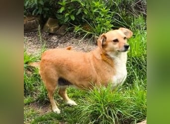 Liebe Hunde-Omi Bengy - sucht Zuhause mit Freundin Nora