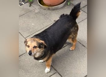 Kleine süße Nora - sucht mit Freundin Bengy ein Zuhause
