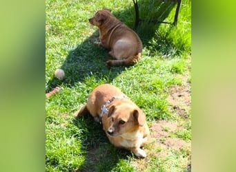 Liebe Hunde-Omi Bengy - sucht Zuhause mit Freundin Nora