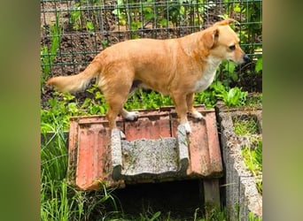 Liebe Hunde-Omi Bengy - sucht Zuhause mit Freundin Nora