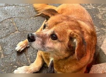 NOTFALL Charlie sucht dringend noch mal ein Zuhause