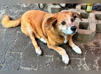 NOTFALL Charlie sucht dringend noch mal ein Zuhause