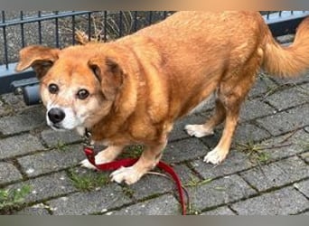 NOTFALL Charlie sucht dringend noch mal ein Zuhause