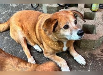 NOTFALL Charlie sucht dringend noch mal ein Zuhause