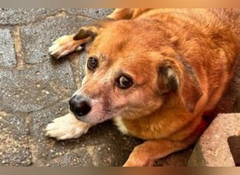 NOTFALL Charlie sucht dringend noch mal ein Zuhause