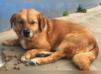 NOTFALL Charlie sucht dringend noch mal ein Zuhause