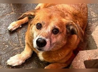 NOTFALL Charlie sucht dringend noch mal ein Zuhause
